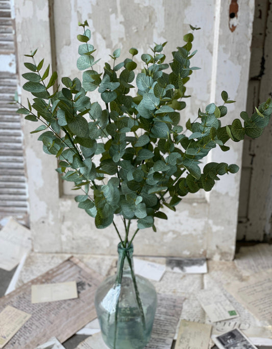 Eucalyptus Nova Stem