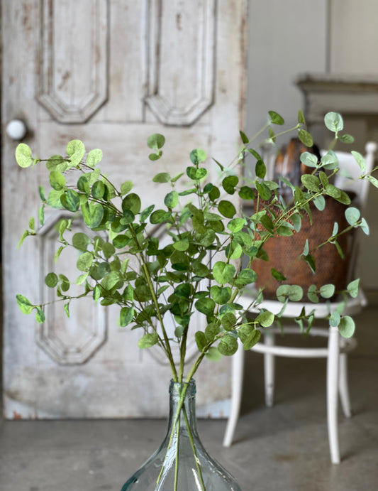 Eucalyptus Callum Stem