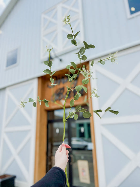 Eucalyptus Seeded Single Stem